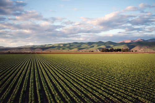 Profitable Farm