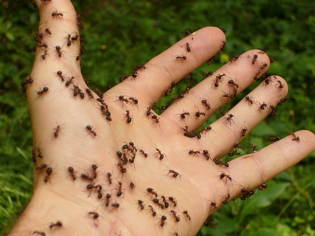 Types of Ants in Utah