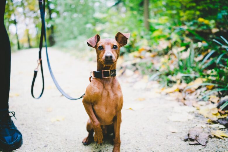 How to Leash Train a Dog
