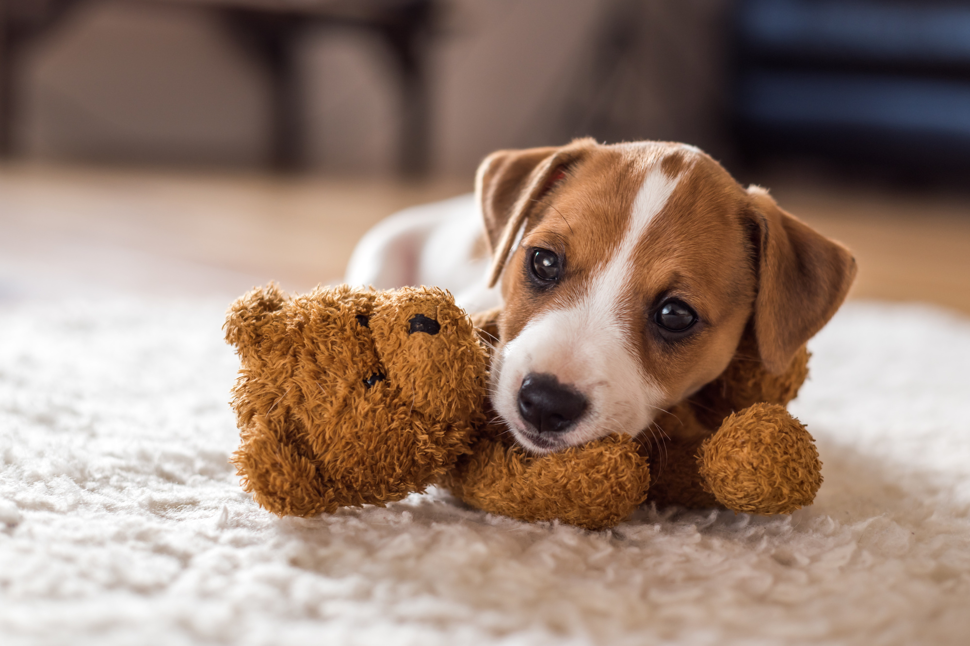 dog gift buying mistakes