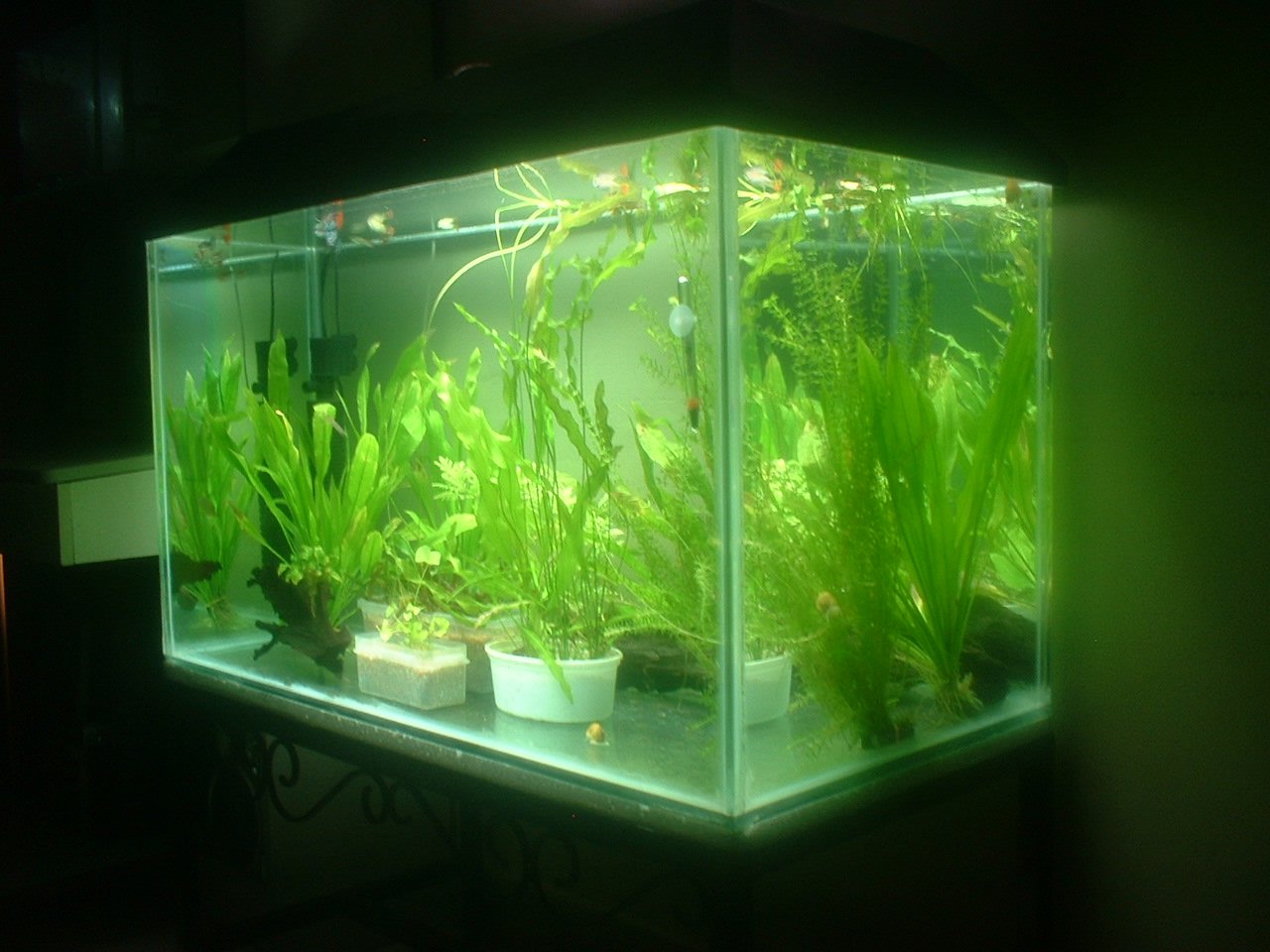 Saltwater Aquarium Plants