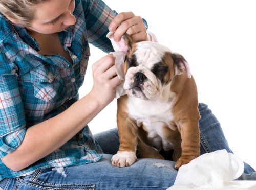 Tips for Taking Care of a Dog
