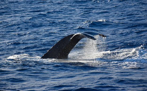 Hawaii Whale Watching
