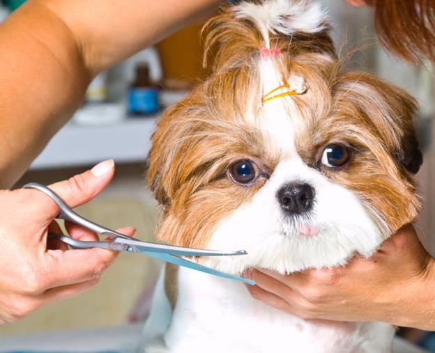 Dog Grooming Tips