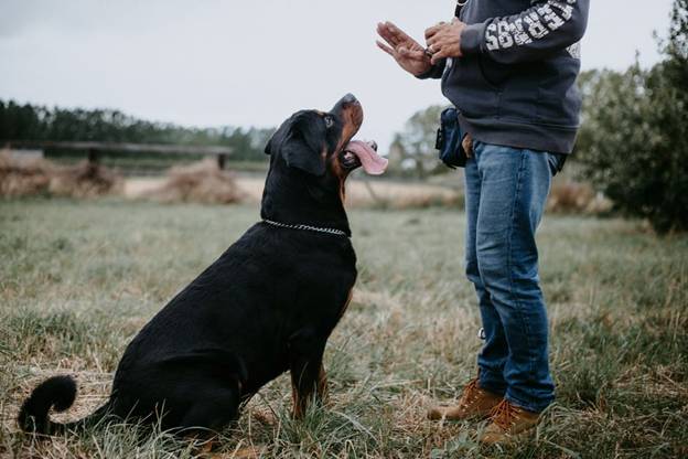 Benefits of Service Dogs