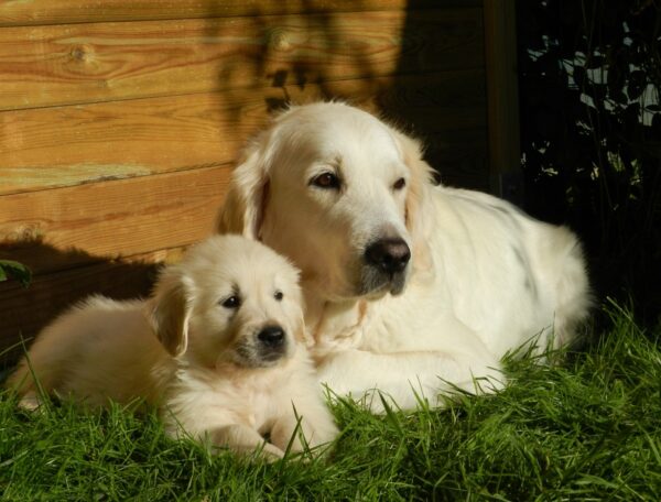 golden retriever breed