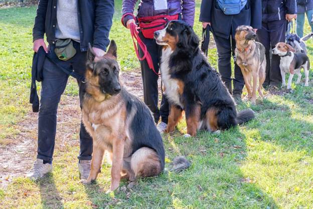 Dog Training