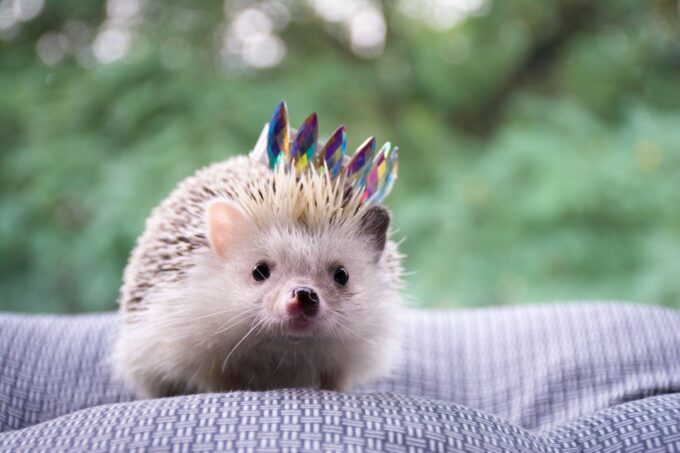 Best Exotic Pet