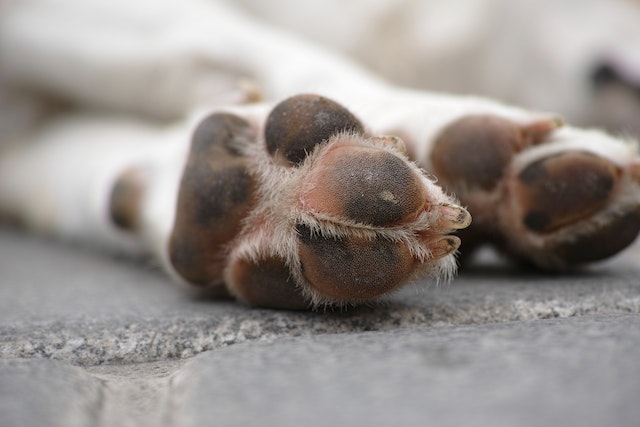 Clean Your Puppy's Paws