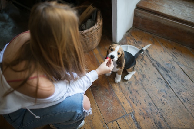 Pet Feeding Tips