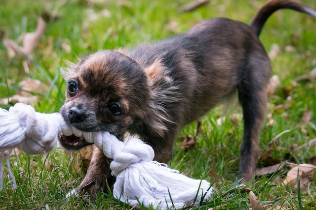 Dog Bite
