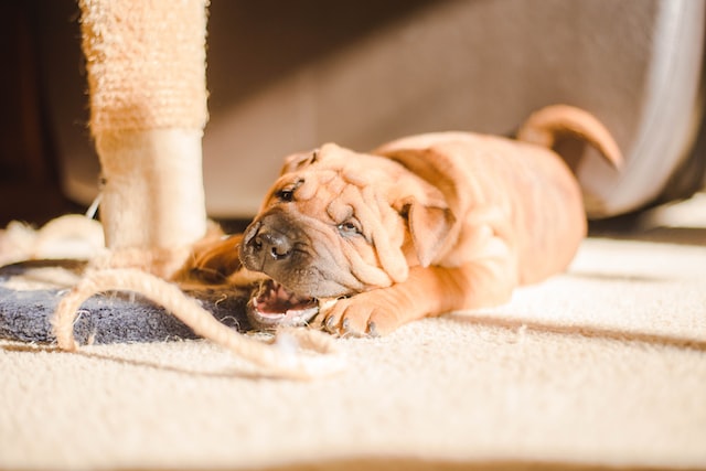 french bulldog puppy
