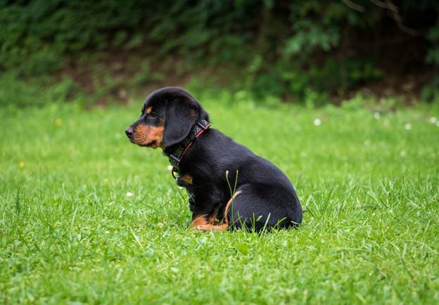 Potty Training Tips
