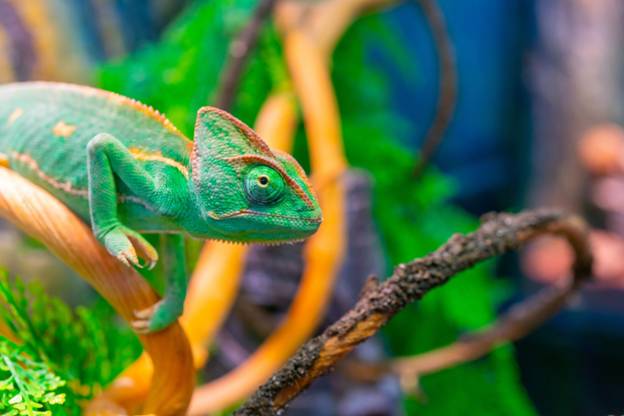 Chameleon Pet