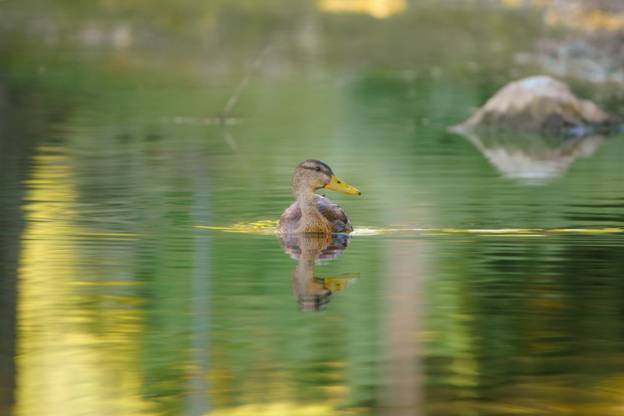 Duck Pond