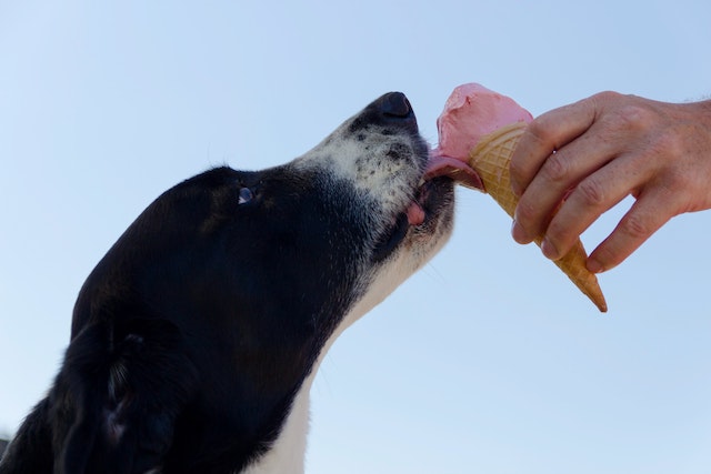 healthy sweet treats for dogs