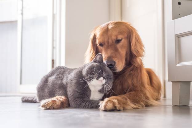 Kid-Approved Pets