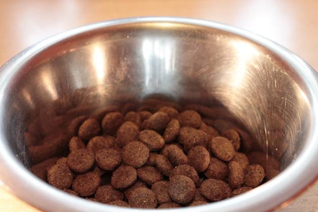 Best Dog Food