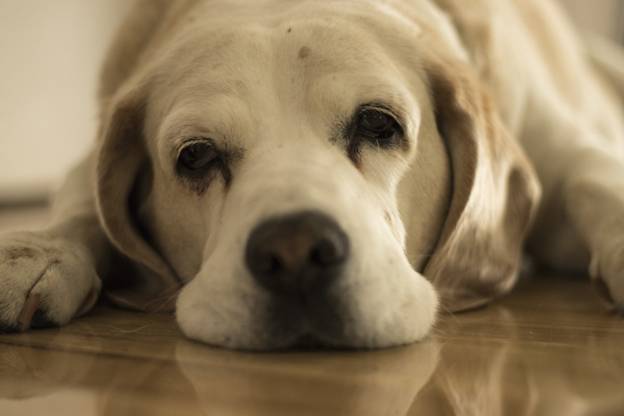Mental Illness in Dogs