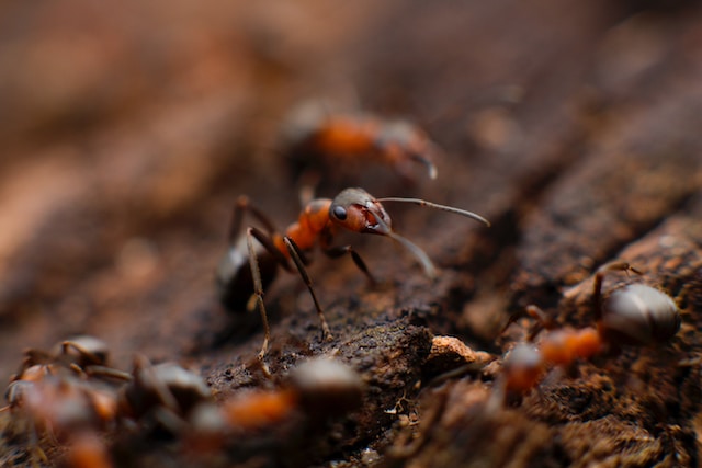 Pest Prevention Techniques