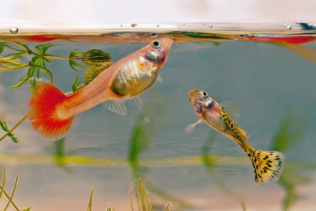 Guppies