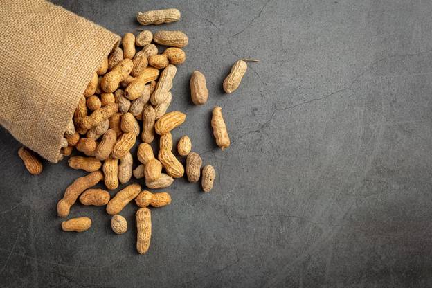 Nut Allergies in Dogs