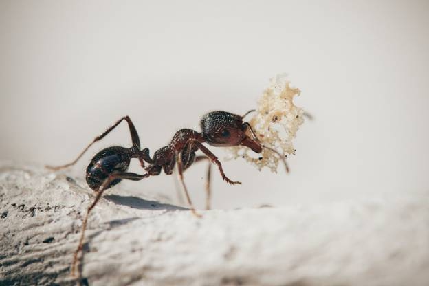 Get Rid of Ants