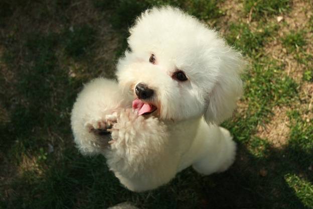 Dog Breeds