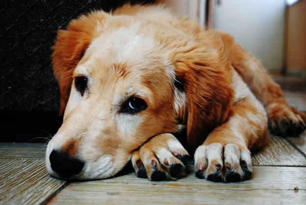 Dog Shoulder Injury