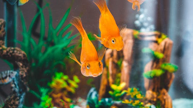 Reef Nutrition