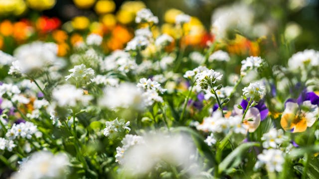 Flower Beds