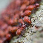 Pests